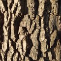 Diospyros kaki ecorce